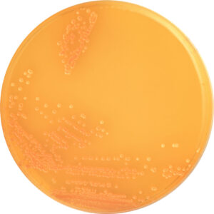 CW Agar Base without KM