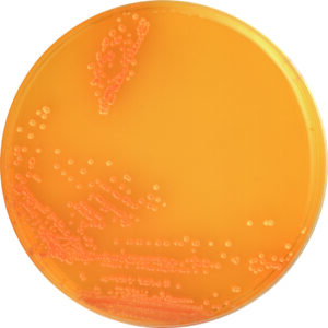 Candida GE Agar
